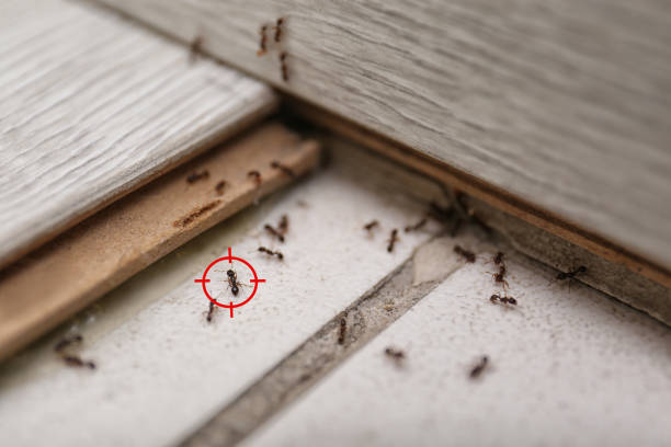Best Affordable Exterminators  in Chanute, KS