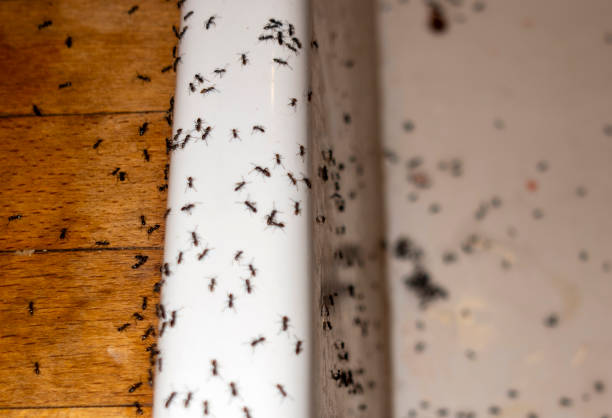 Best Commercial Pest Control Services  in Chanute, KS